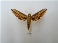 藏品(棕綠背線天蛾)的圖片